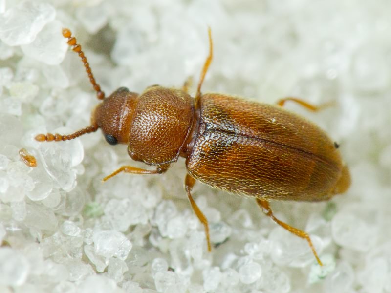 Cryptophagidae Kirby, 1837